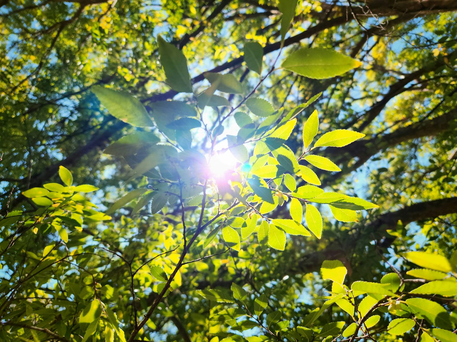 The Late-Blooming Splendor of Kōda Aya’s ‘Tree’