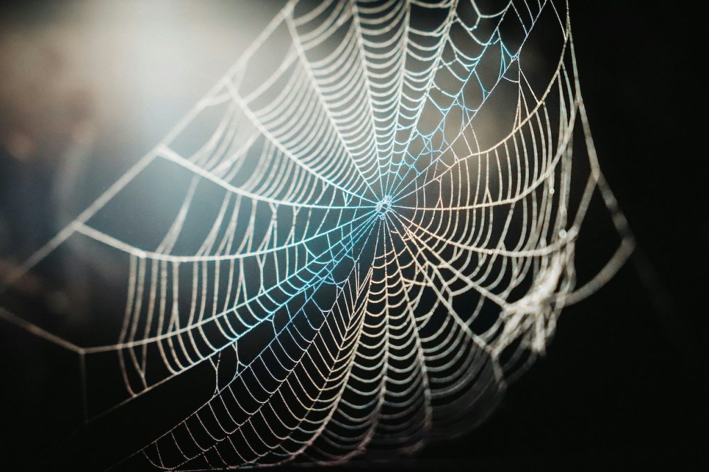 How My Fear of Spiders Helped to Awaken My Buddha-Nature