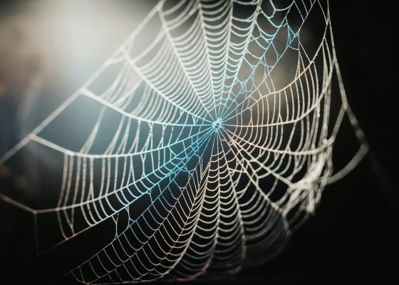 fear spiders buddhism