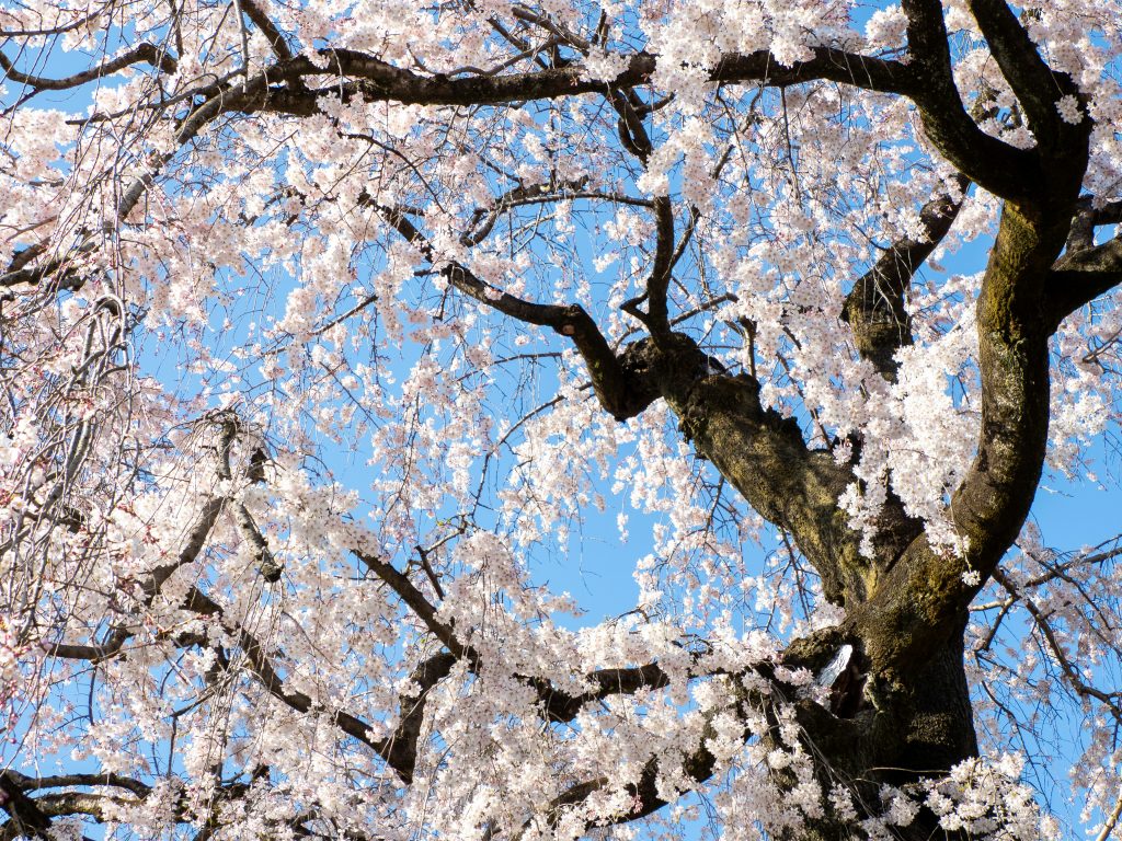 The Late-Blooming Splendor of Kōda Aya’s ‘Tree’