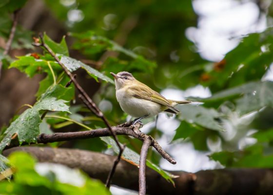 zen buddhism ornithology