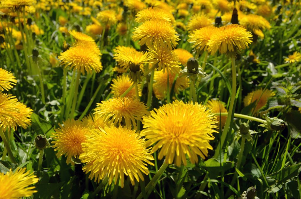 Foraging Weeds
