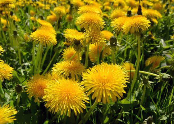 A field of dandelions