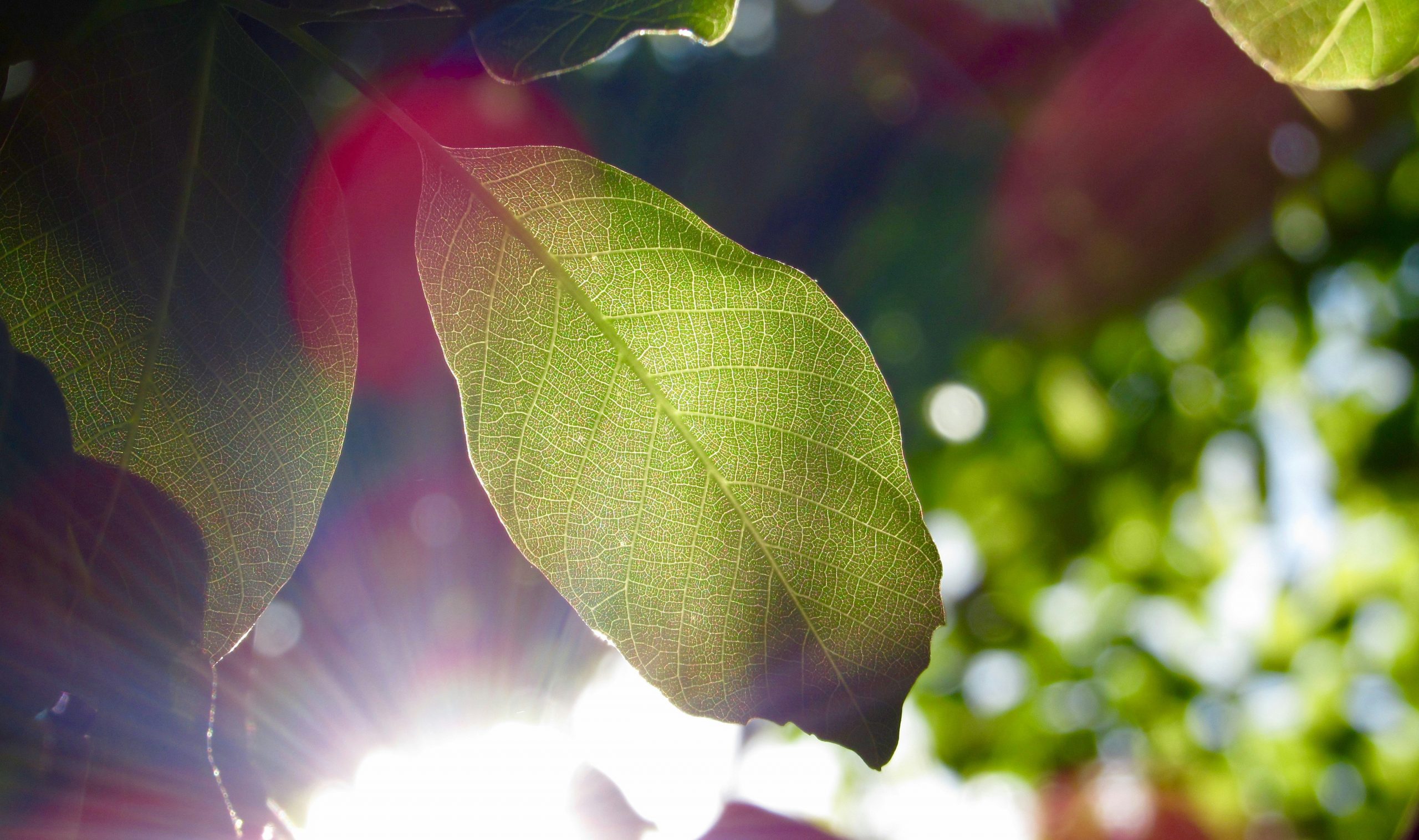 Sunshine and Green Leaves