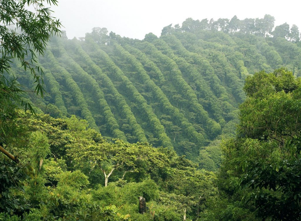 Mindfulness for Food Systems Transformation