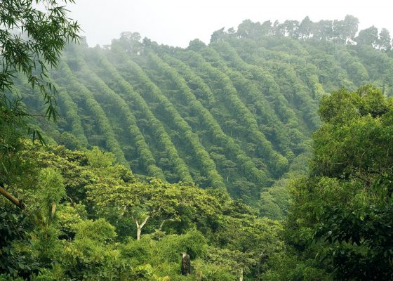 agroecology engaged buddhism