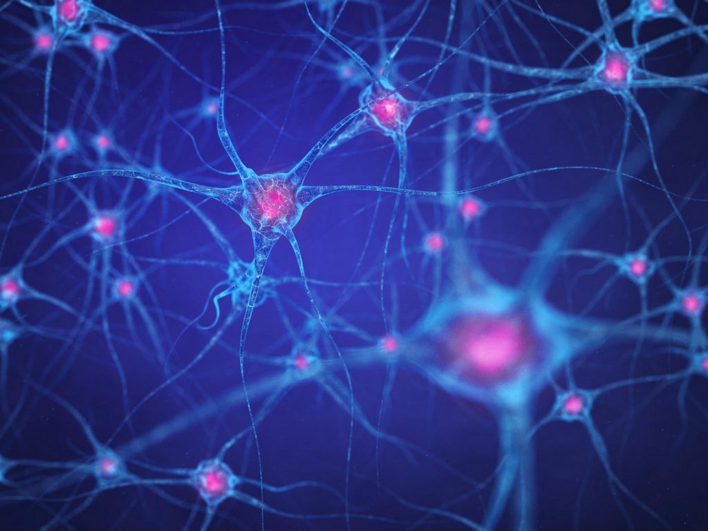 The Dharma of the Nervous System