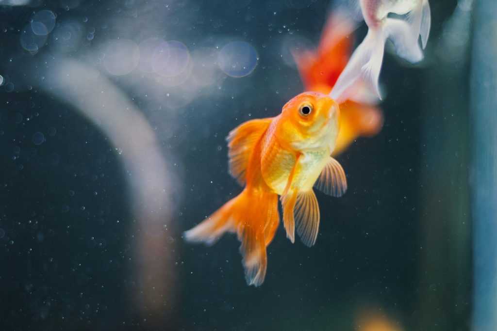 What Do You Do When the Goldfish Dies?