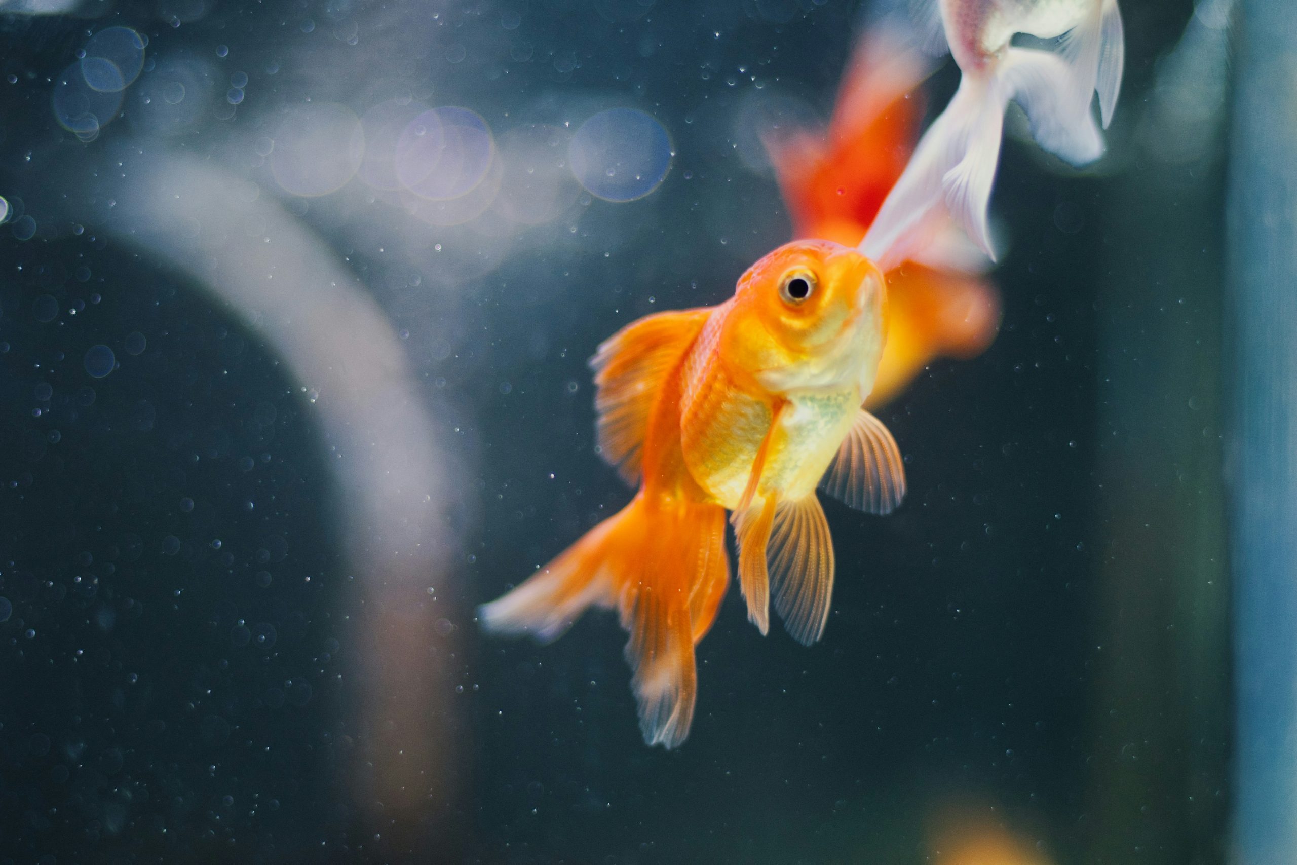 What Do You Do When the Goldfish Dies?