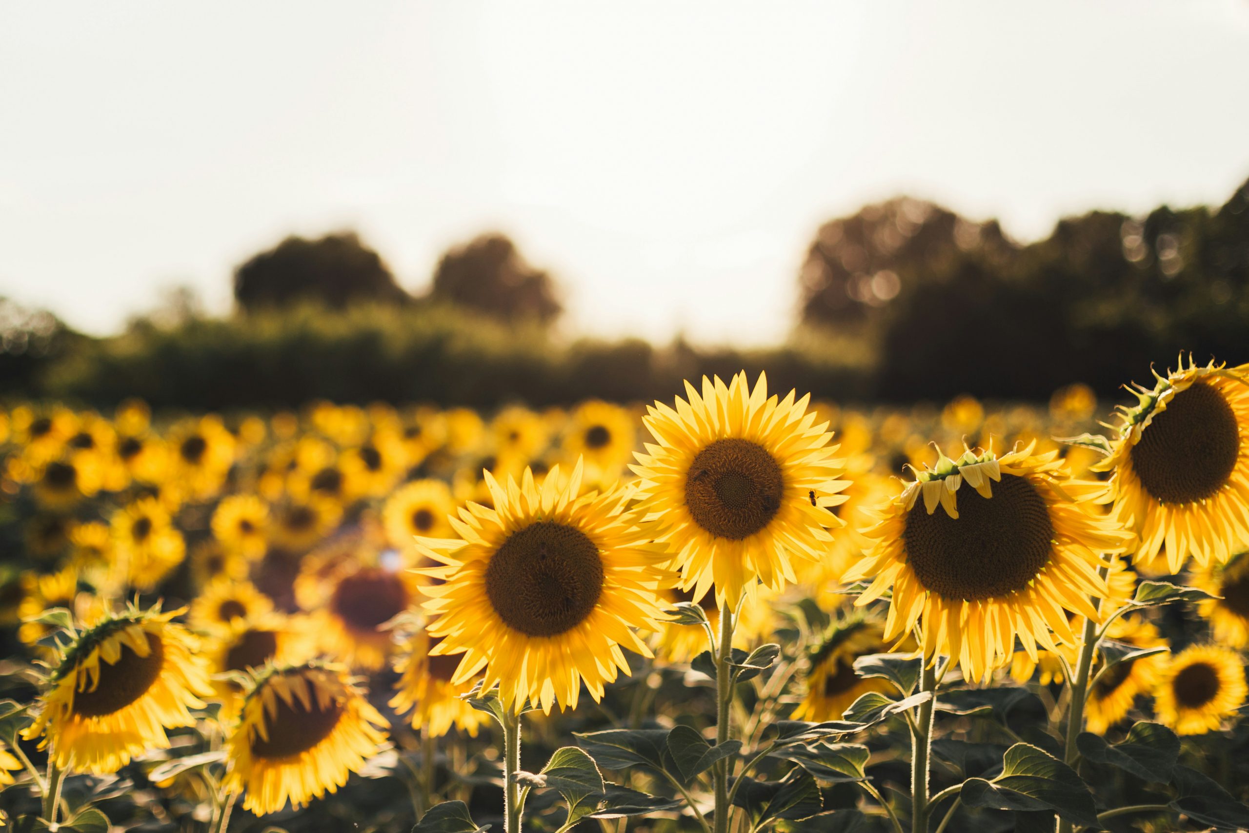 ‘Wild Sunflower’