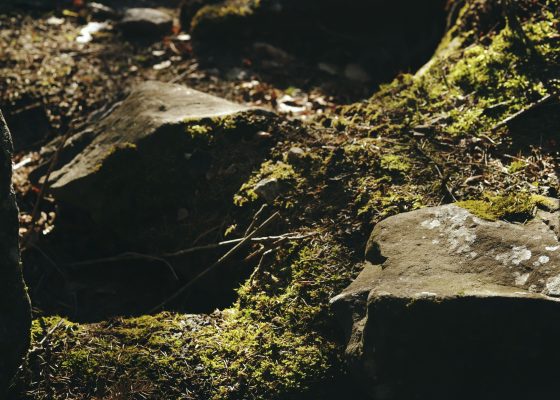 practice like the earth