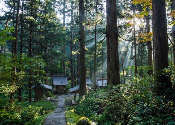 Mount Haguro Forest