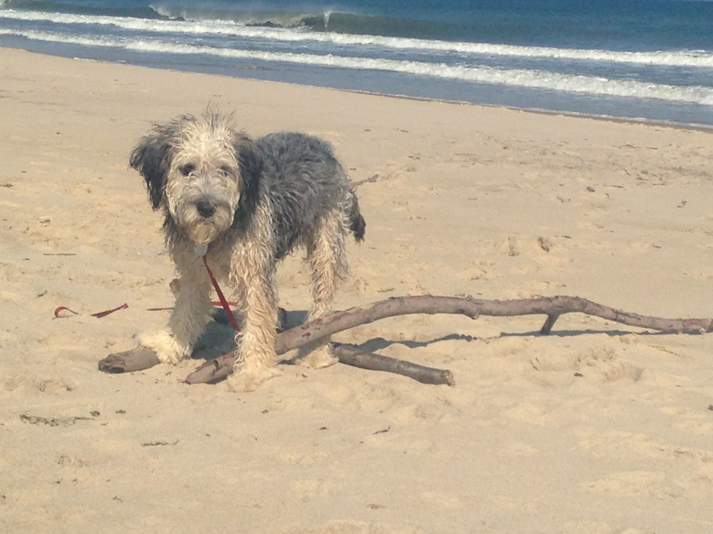 Lessons from a (Mostly) Good Dog: #10, Be Free