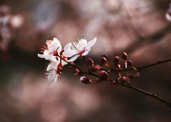 lee seong-bok poems
