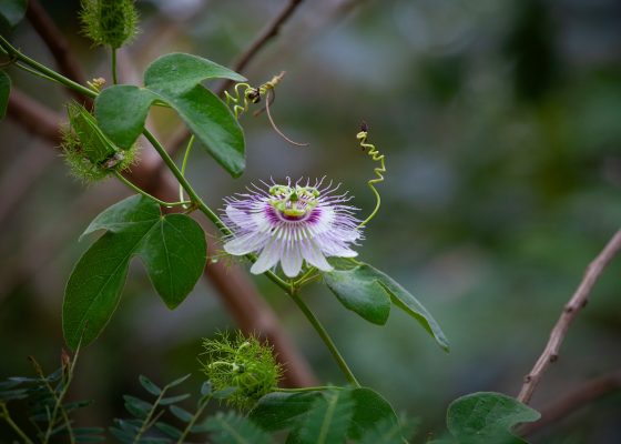 passion flower