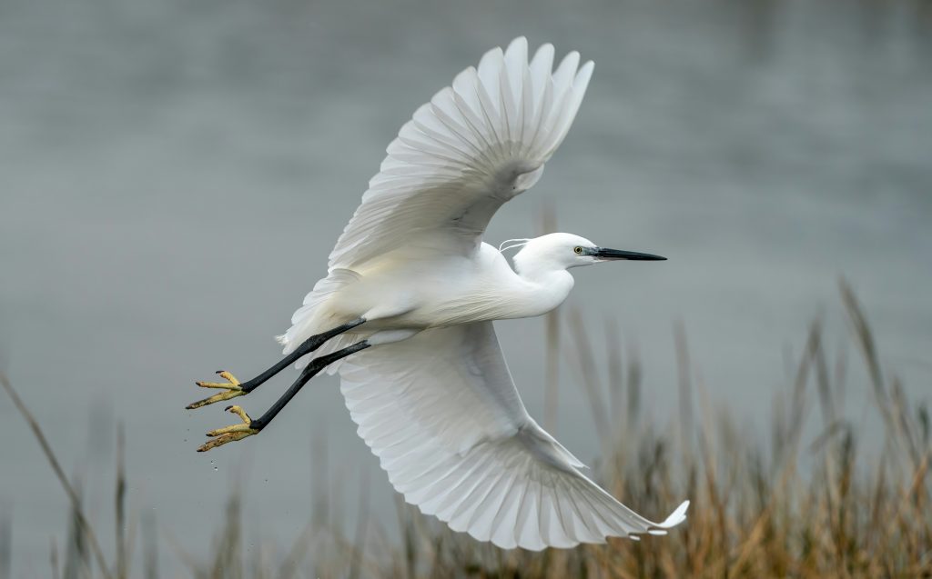 ‘Egrets, While War’