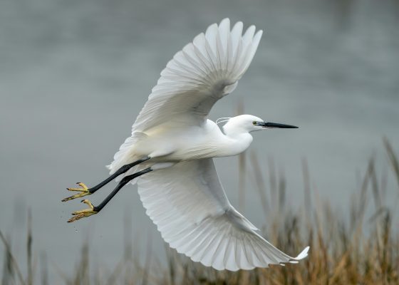 An egret in flight