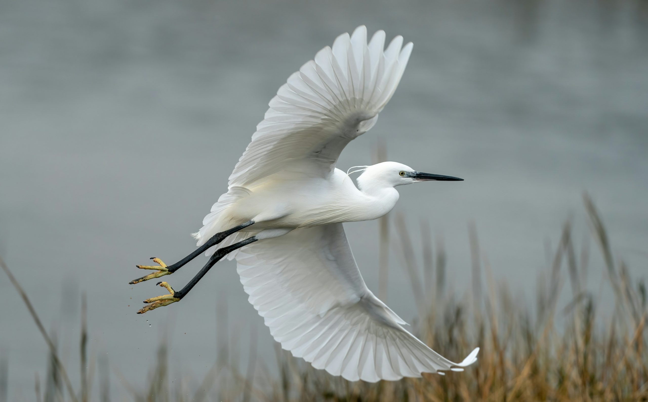 ‘Egrets, While War’