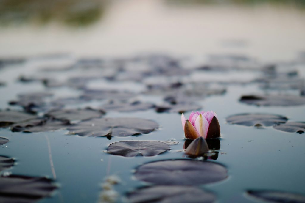Sympathetic Understanding Born of Ego