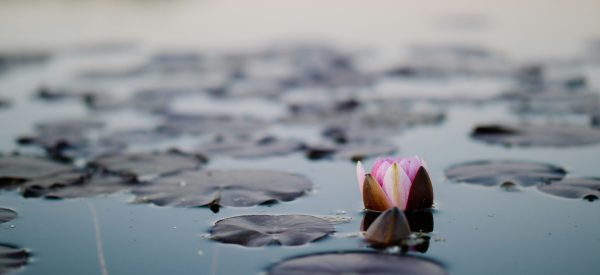 lotus flower in mud