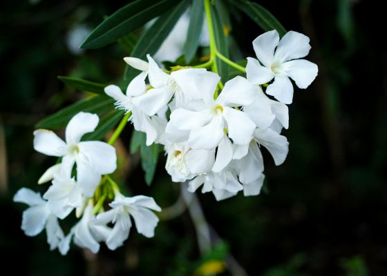 sister dang nghiem grief