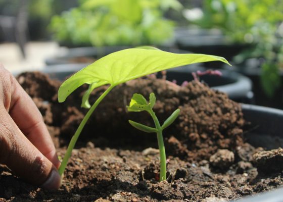 dharma take root