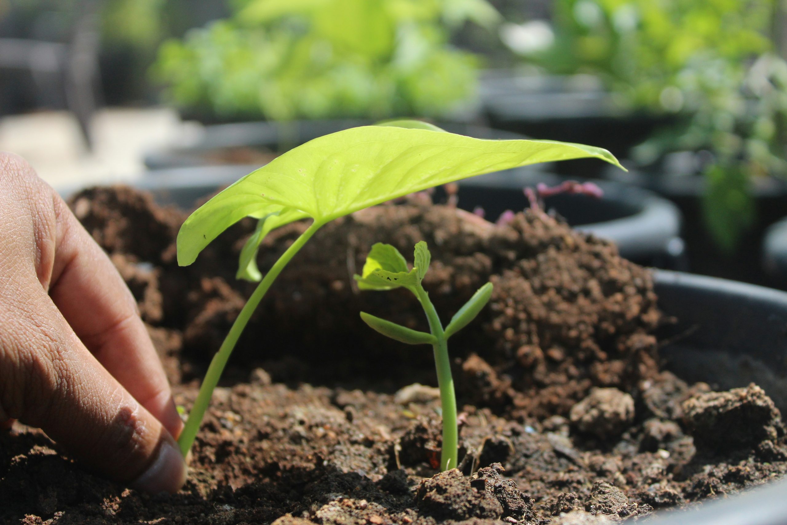 What Is Essential for the Dharma to Take Root?