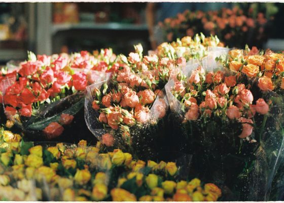 bundles of roses