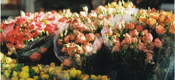 bundles of roses